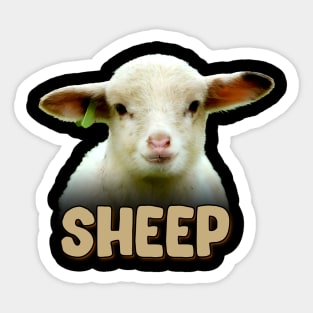 Fleecy Finesse Sheep Dreams, Trendy Tee for Wool Aficionados Sticker